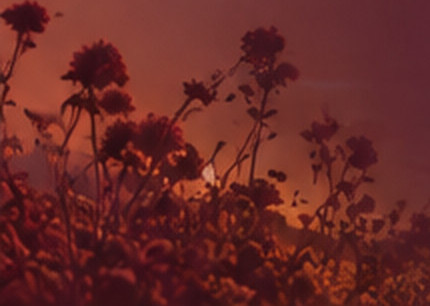 Fleurs sauvages se découpant sur un ciel au crépuscule